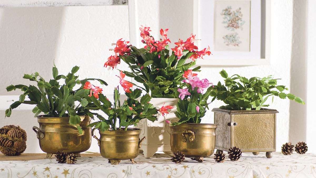 Vánoce v květu aneb Pokojovky zimního interiéru